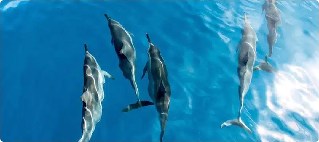 Deluxe Morning NaPali Snorkel Cruise