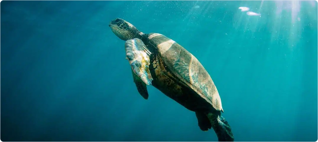 Deluxe Morning NaPali Snorkel Cruise
