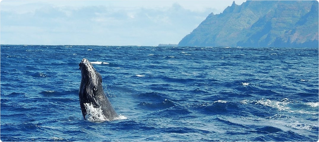South Shore Whale Watch