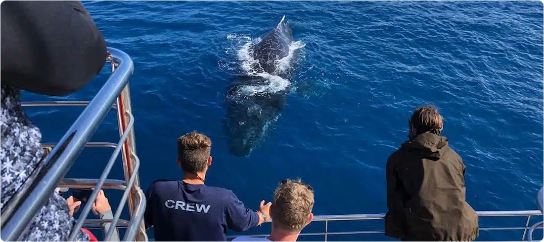 South Shore Whale Watch