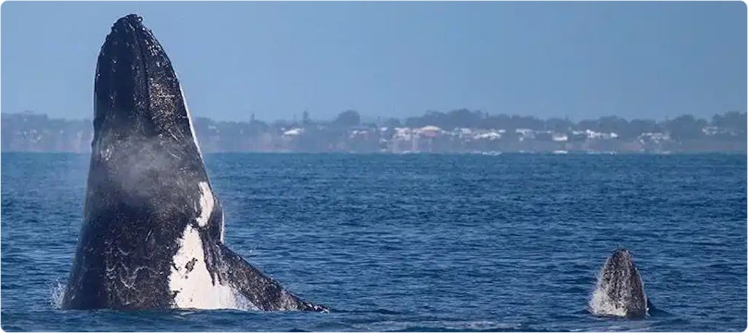South Shore Whale Watch