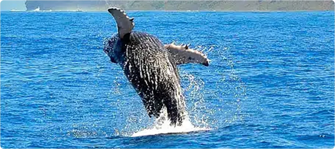 South Shore Whale Watch