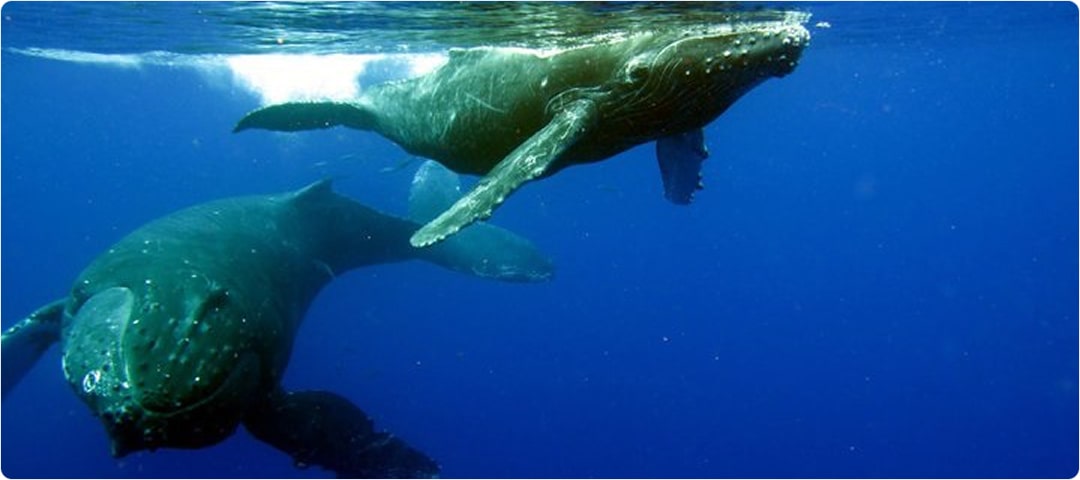 Hula Girl Deluxe Whale Watch Dinner Cruise