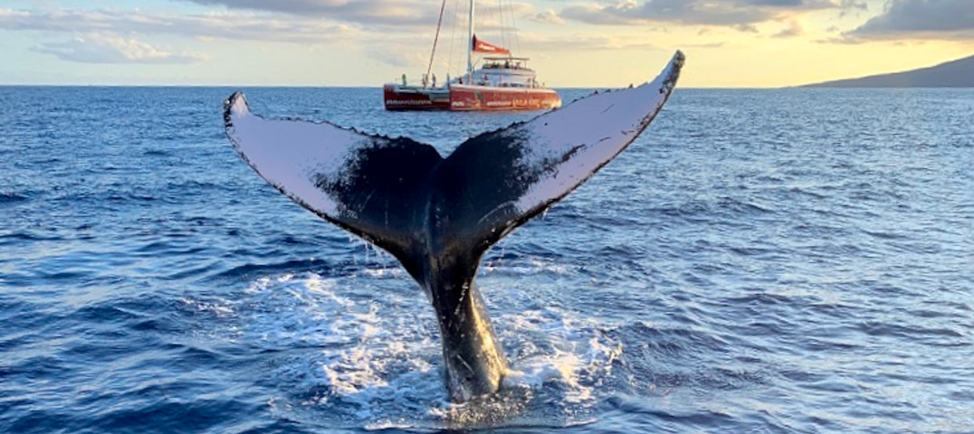 Hula Girl Deluxe Whale Watch Dinner Cruise