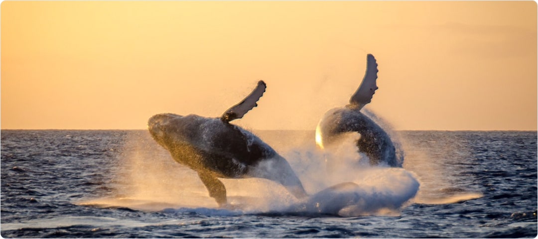 Hula Girl Deluxe Whale Watch Dinner Cruise