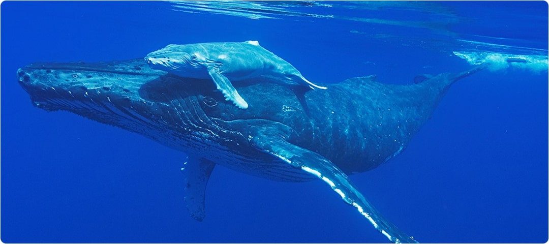 Hula Girl Snorkel Scuba Charter