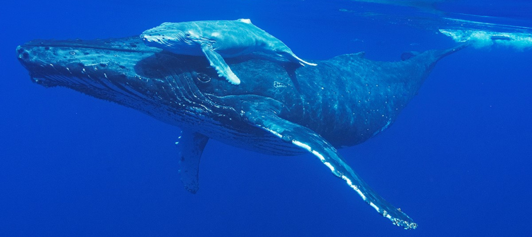 Hula Girl Sunset Whale Watch