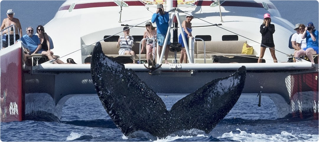 Hula Girl Sunset Whale Watch