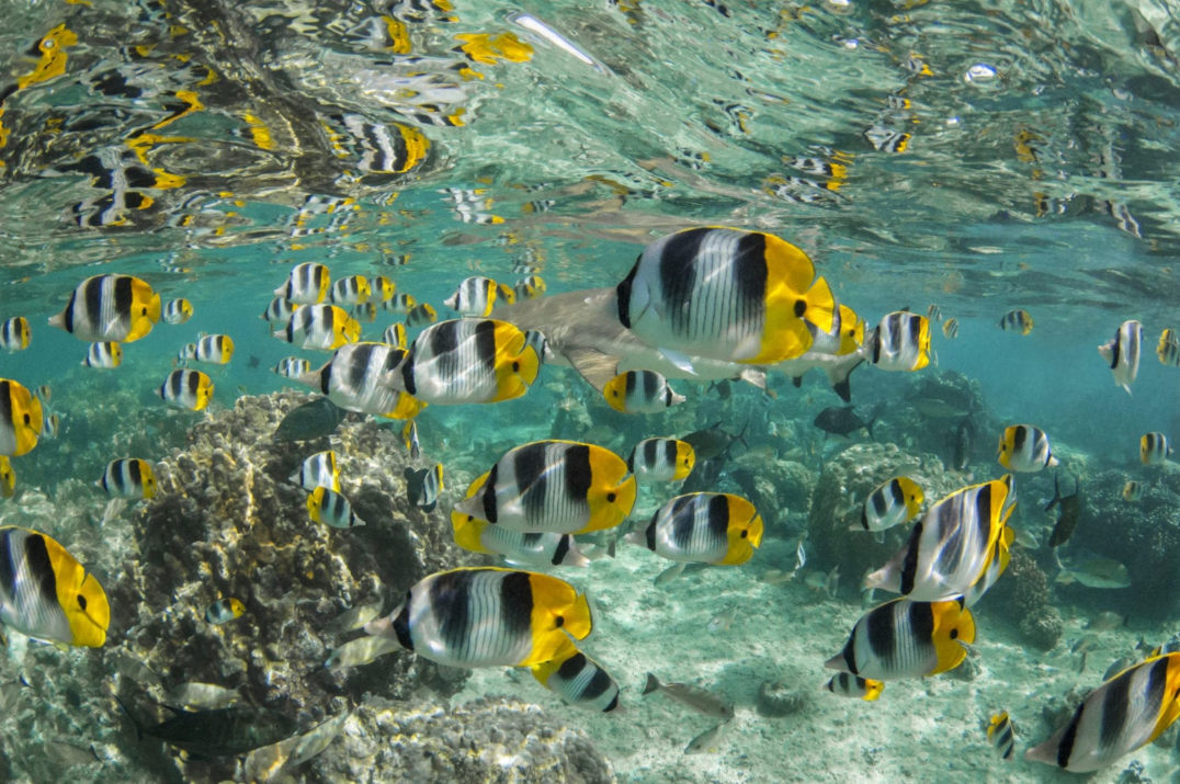 Maui Magic Adventure Snorkel