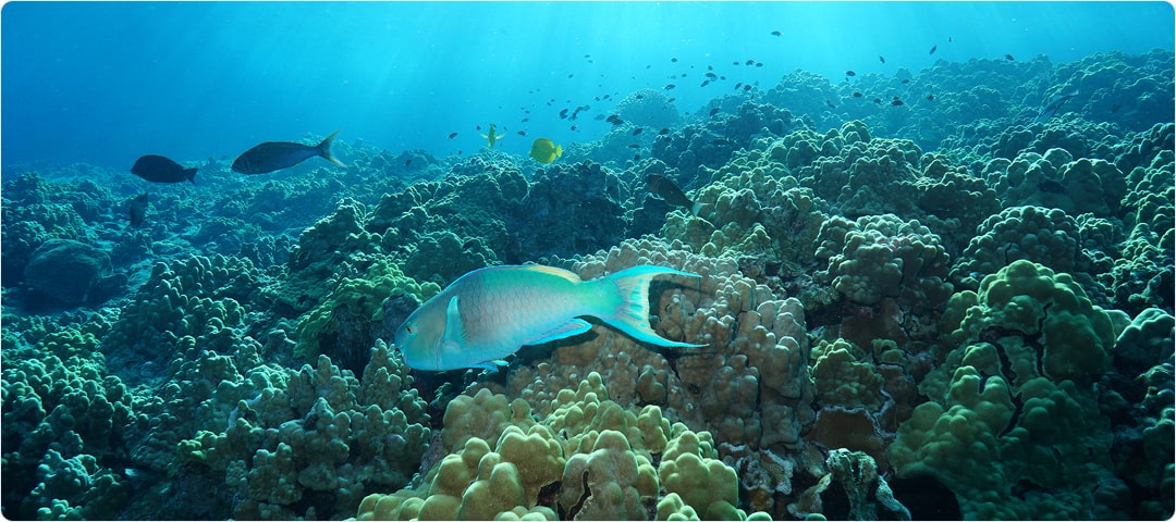 Afternoon Coral Gardens Snorkel