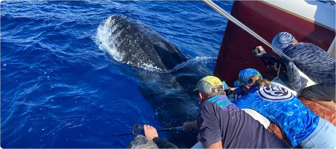 Shangri-La Dinner Whale Watch