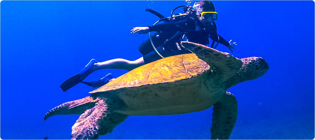 Shangri-La Snorkel & Scuba 5 Hour Charter