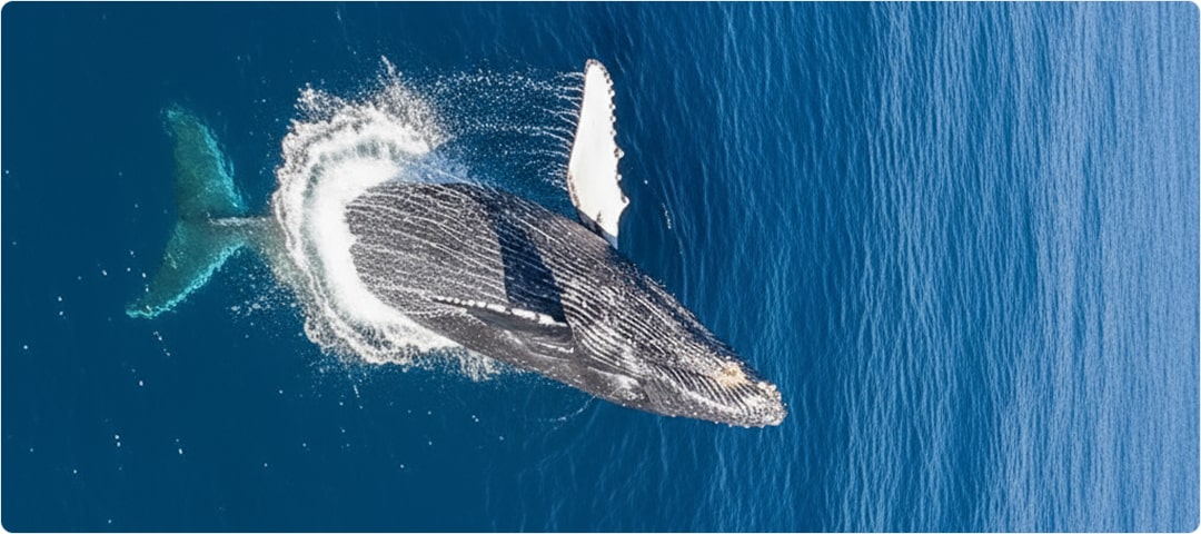 Shangri-La Sunset Whale Watch