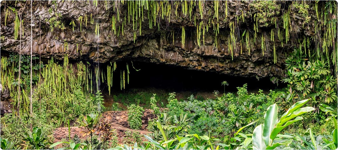 Wailua River & Fern Grotto Tour