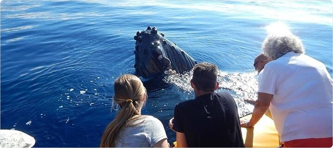 Ultimate 2 Hour VIP Whale Watch