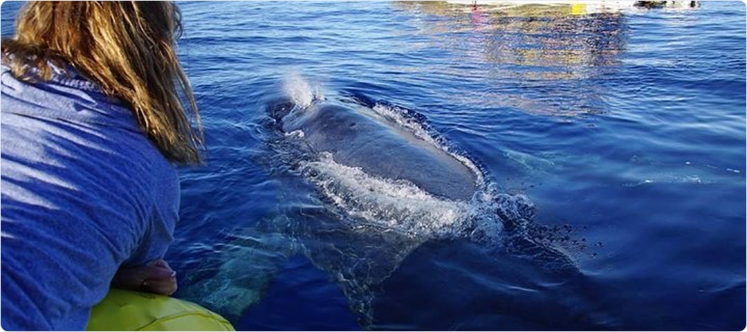 VIP Whale Watch
