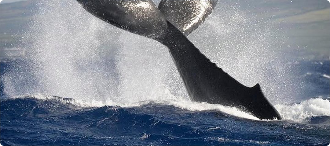 VIP Whale Watch