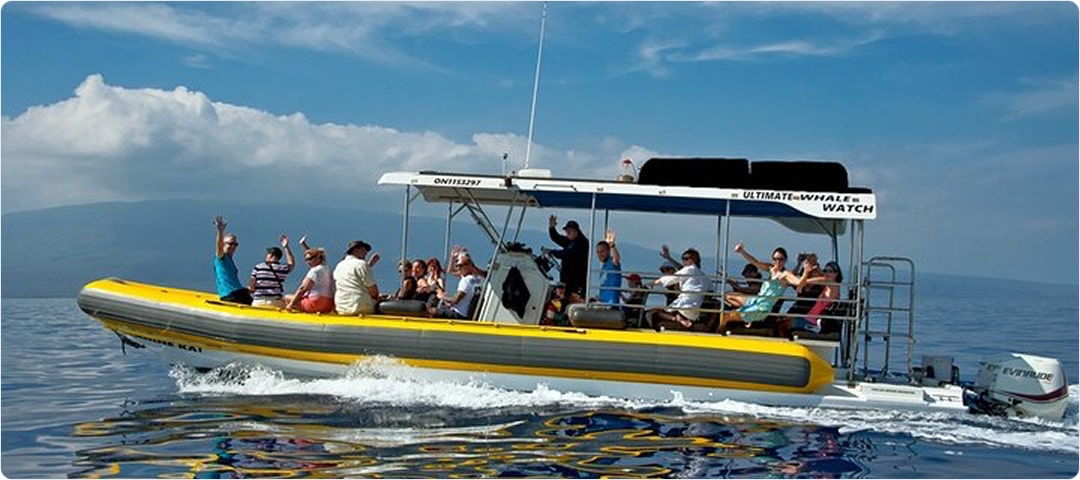 2 Hour Whale Watch