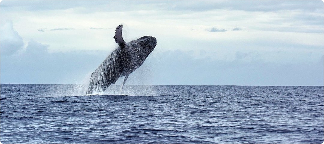 2 Hour Whale Watch