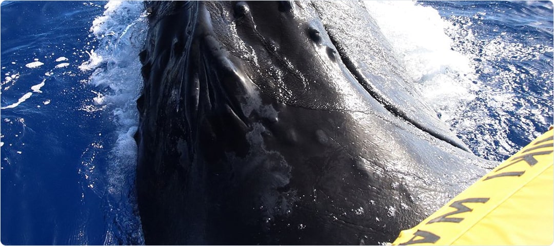 2 Hour Whale Watch