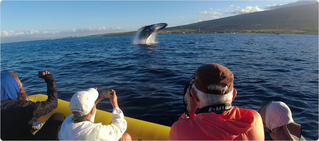 Ultimate 2 Hour Whale Watch