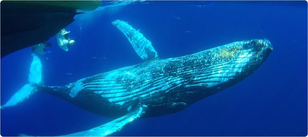 2 Hour Whale Watch