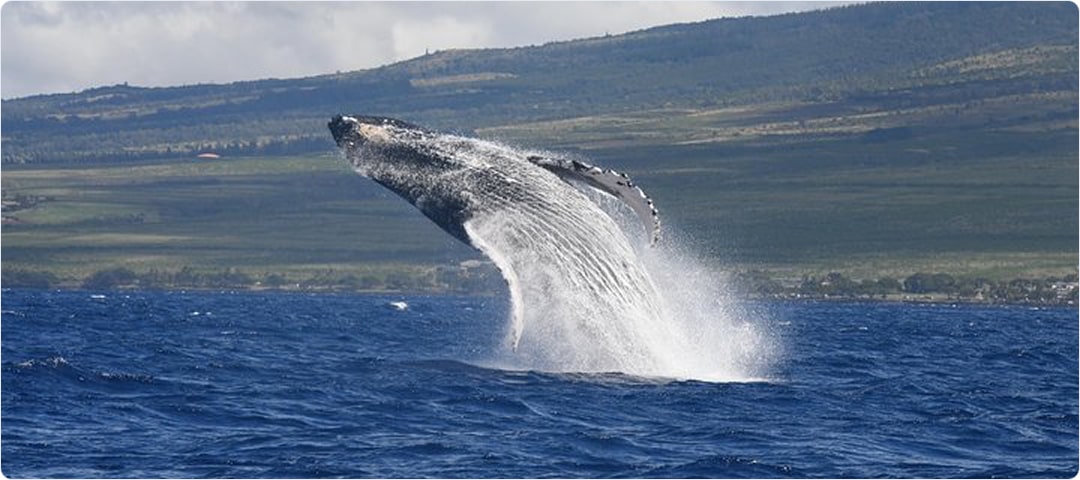 2 Hour Whale Watch