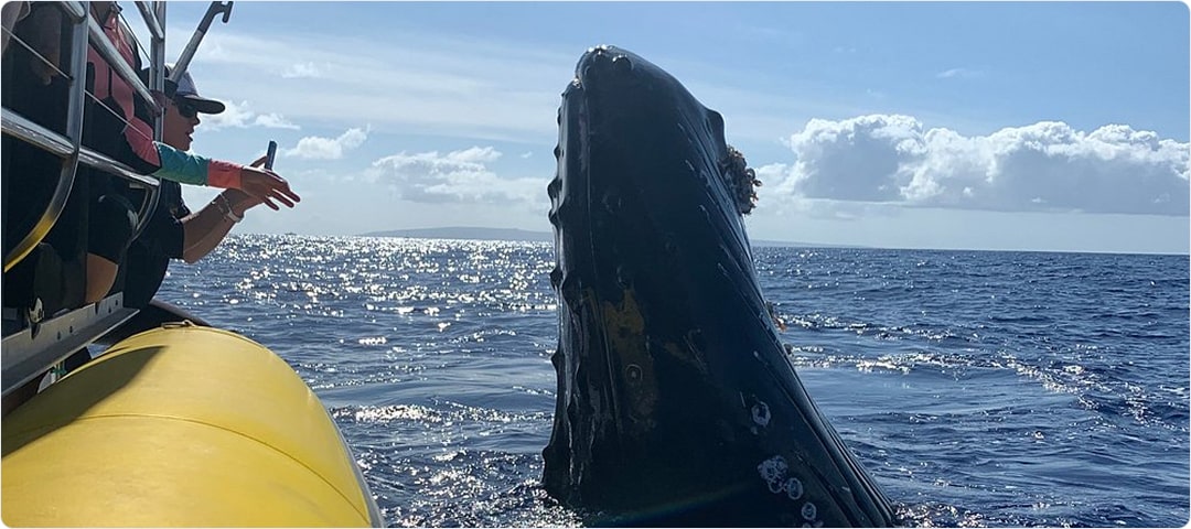 1.5 Hour Whale Watch