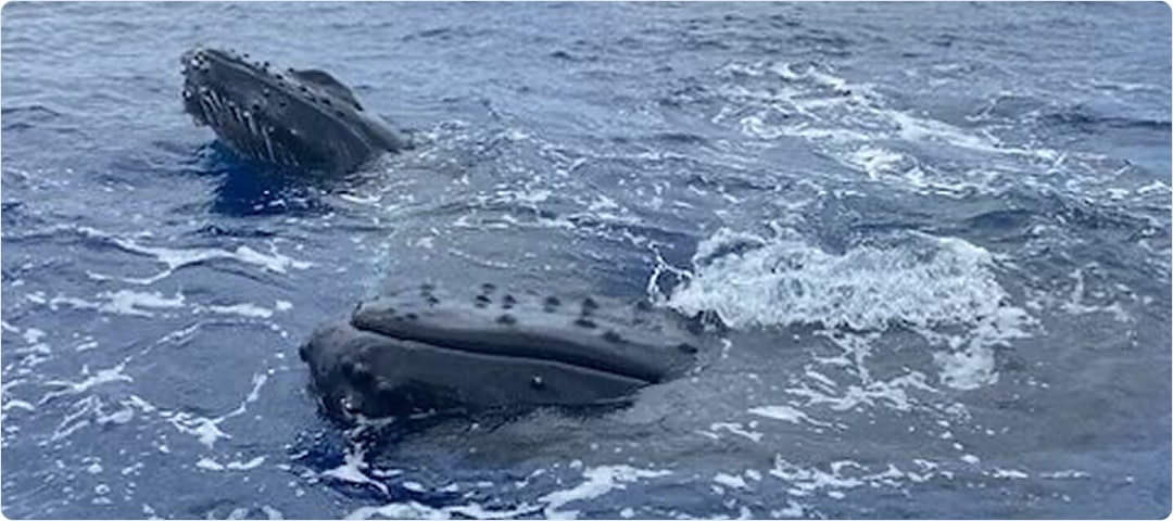 1.5 Hour Whale Watch