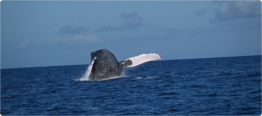 1.5 Hour Whale Watch