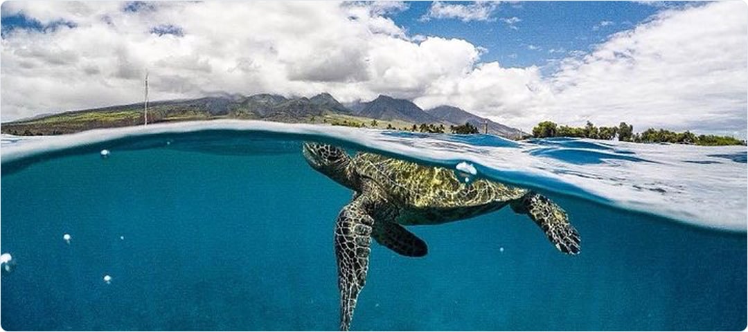Ultimate Snorkel Tour