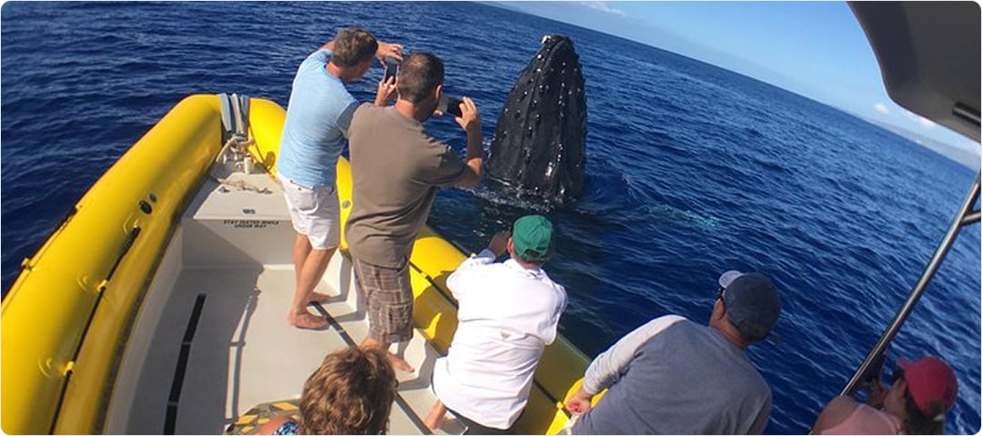 VIP Whale Watch