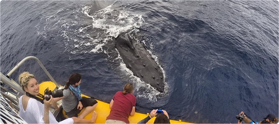 VIP Whale Watch